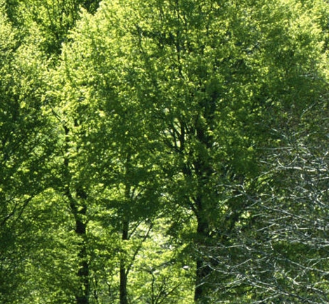 鄂州粉象生活推广