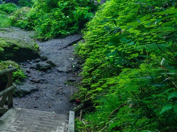 粉象生活粉丝怎么增加