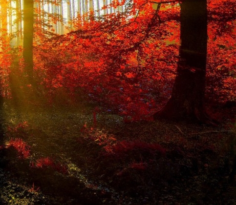 粉象生活有人做了吗