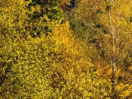 粉象生活淘宝怎么加入