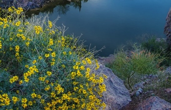粉的如霞的什么花