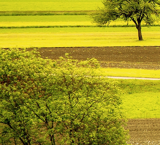 广东粉象生活能拿几代佣金