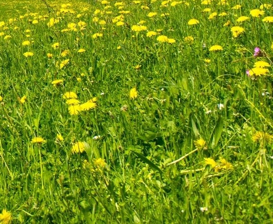 粉象生活商家助手