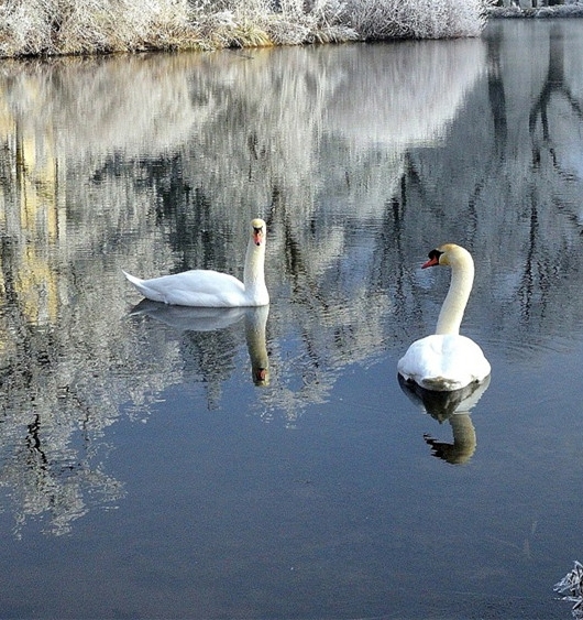 粉象生活推广人怎么找
