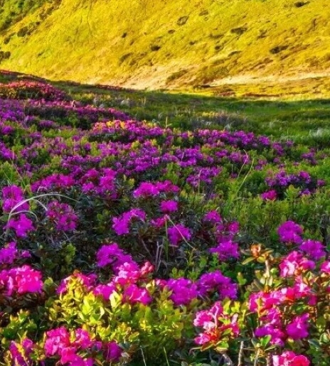 粉象生活app是干嘛的