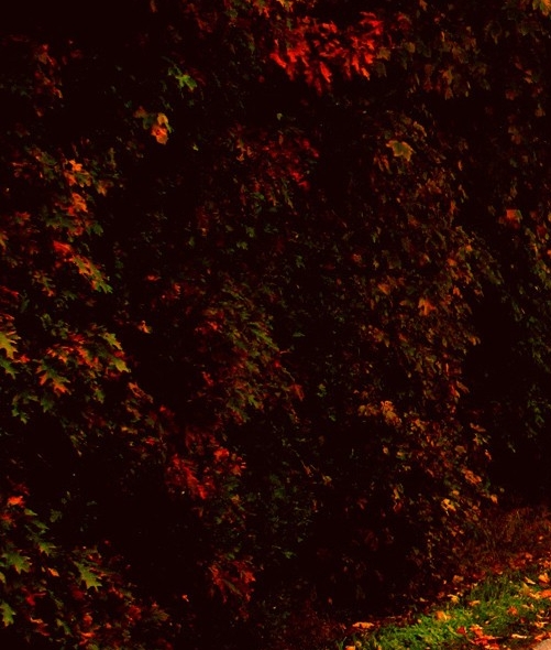 粉象生活单品推广