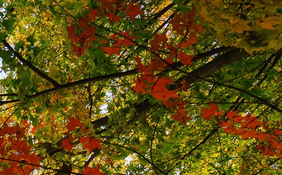 粉象生活粉丝怎么增加