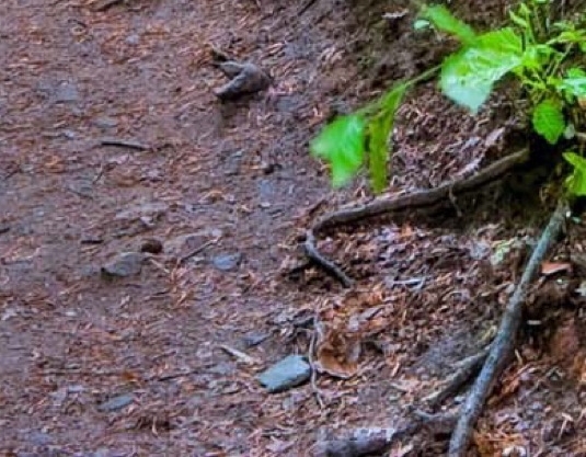 粉象生活聊天背景