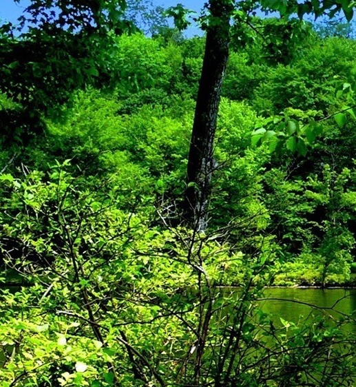 粉象生活下载app