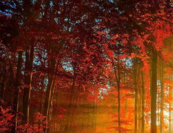 粉象生活包括哪些优惠券