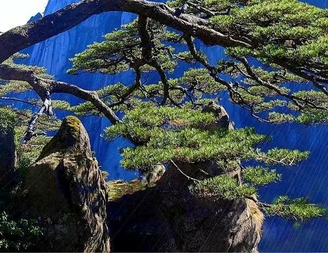 粉象生活是什么?