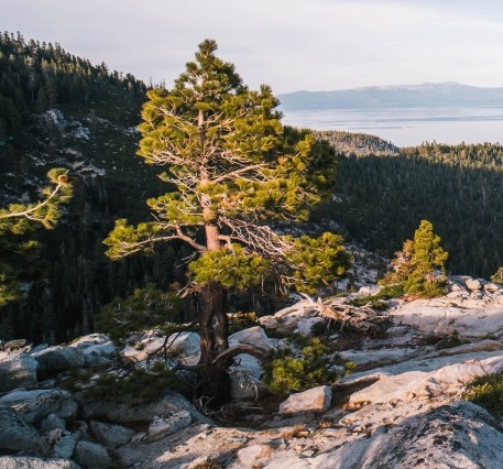 粉象生活链接转换