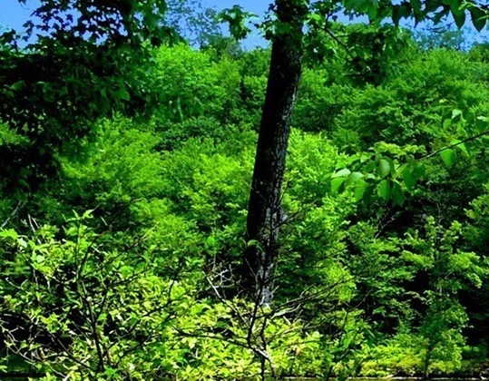 粉象生活营销思路