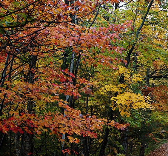 淘粉生活下载最新