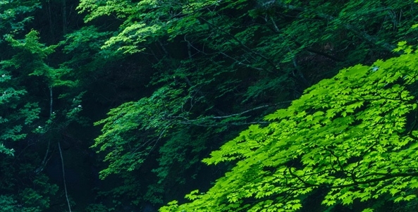 粉象生活粉丝怎么增加