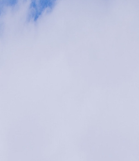 甜象草种节怎么种植