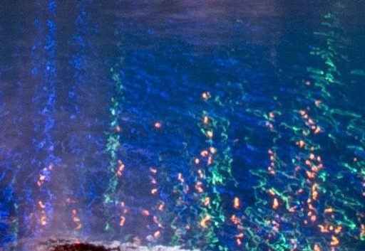 粉象生活是个坑