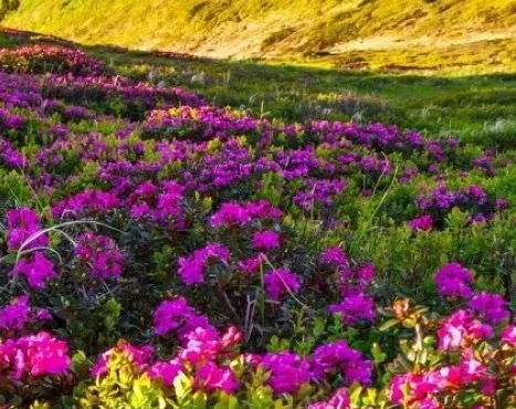 如何成为粉象vip会员