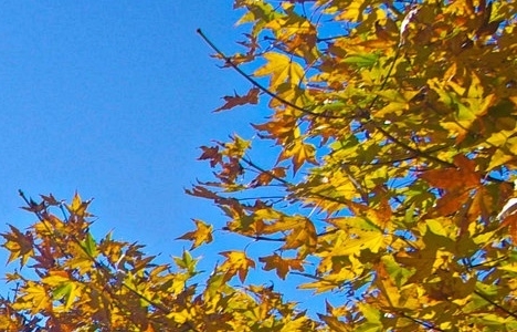 辽宁高端粉象生活怎么样