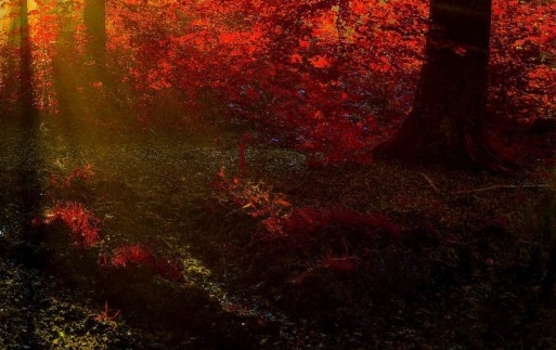 杭州粉象生活线上推广