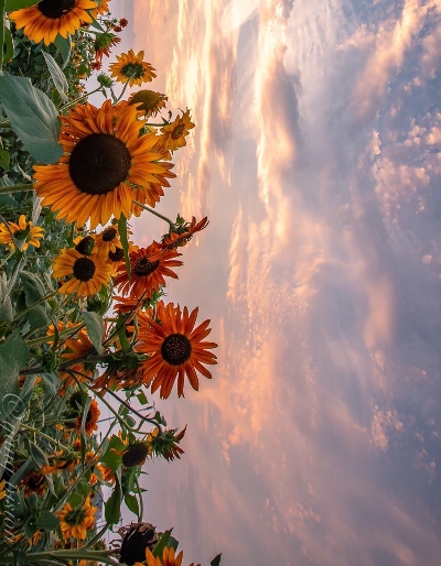 茂名粉象生活代理