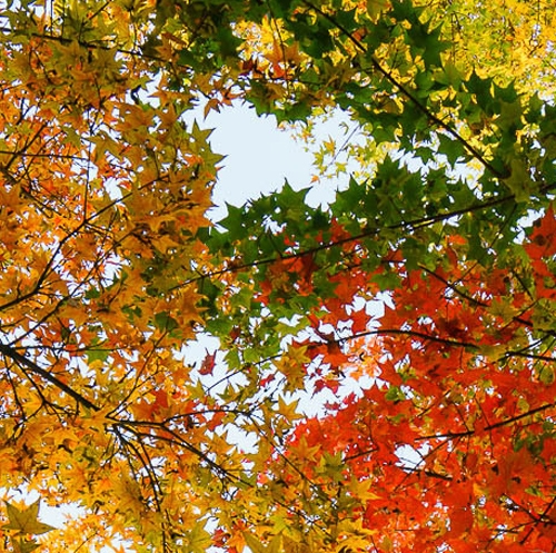 粉象生活怎么赚钱?操作一个月收入3