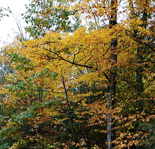 粉象生活邀请码
