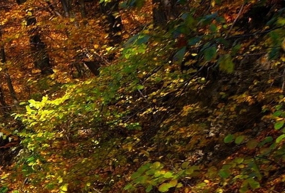 粉象生活怎么授权拼多多