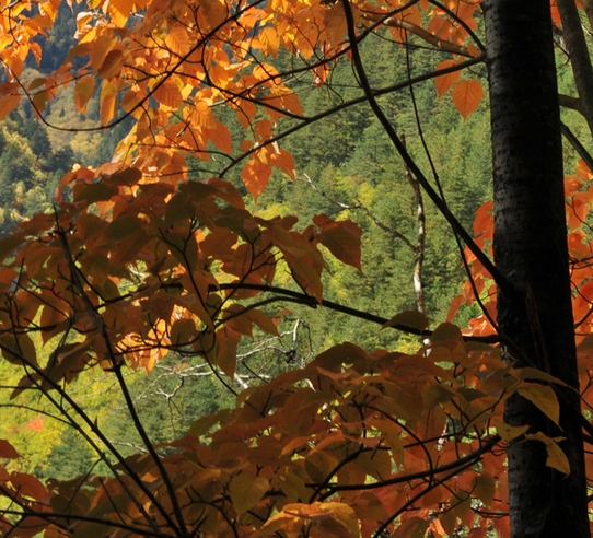 粉象生活怎么赚钱的