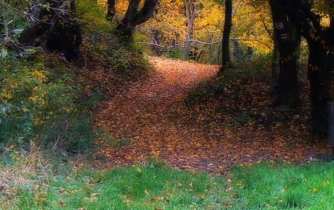 粉象生活购物卡在哪里领