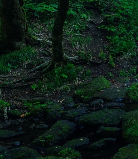 粉象生活加盟哪里注册