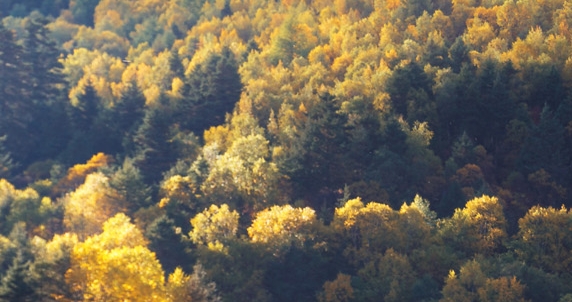 粉象生活合法吗