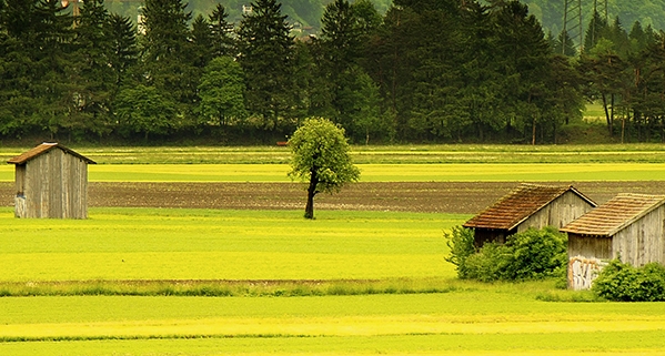 粉象为什么容易醉
