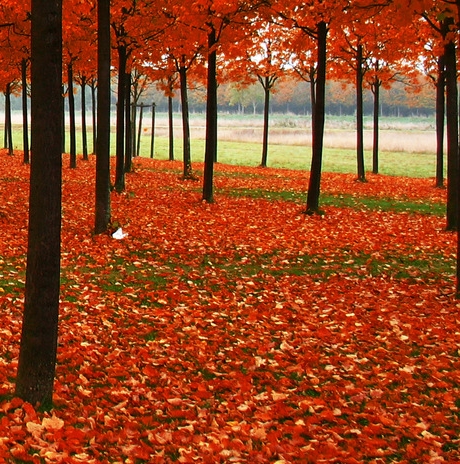 粉象生活粉丝怎么增加