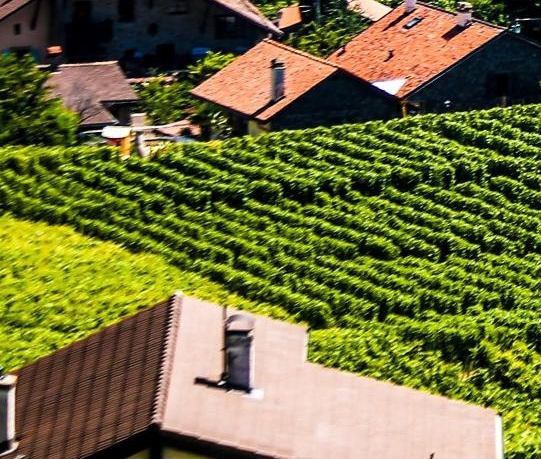 粉象生活做淘宝客