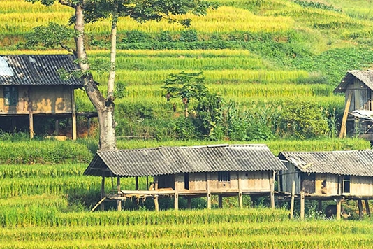 粉象生活商业模式