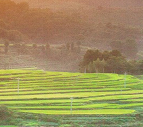 粉象生活粉丝怎么增加