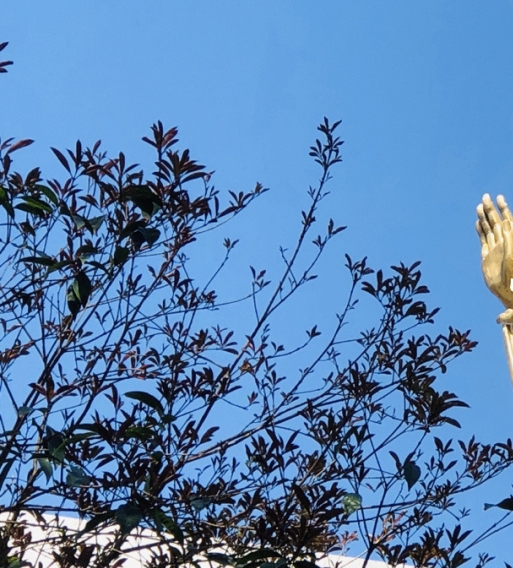 淘宝粉象生活视频