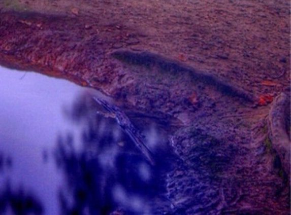 惠州粉象生活能拿几代佣金