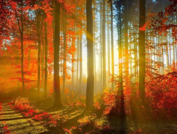 粉象生活下载app