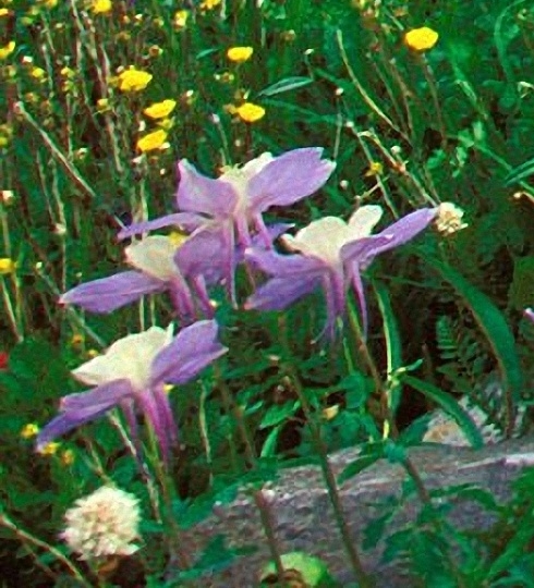 粉象生活app