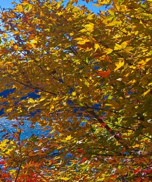 粉象生活官方邀请码