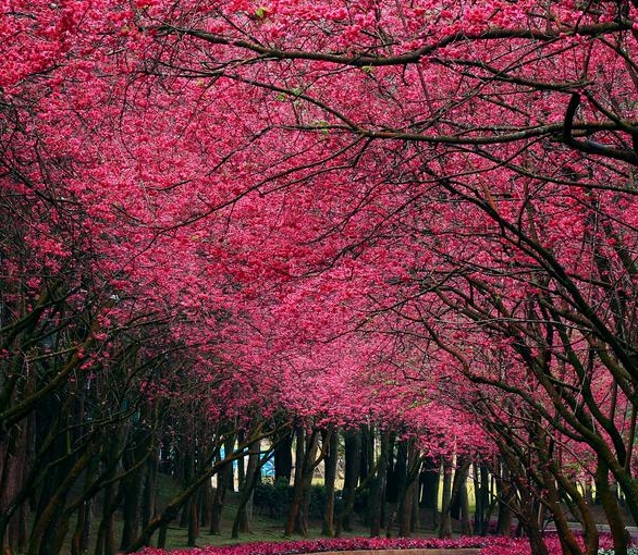 粉象生活赚钱是真的假的