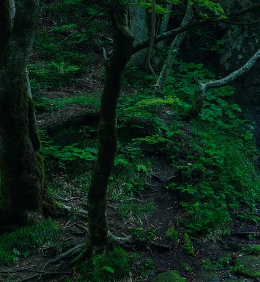 粉象生活红包推广