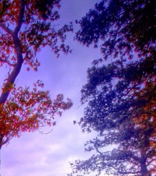 滁州粉象生活代理