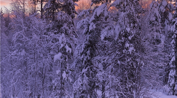 孝感粉象生活app