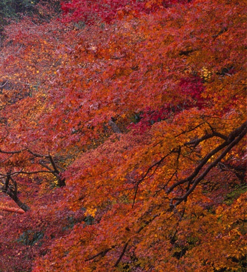 粉象生活是真的