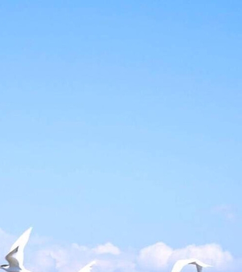 粉象生活官方推广费用