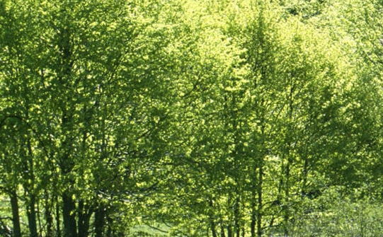 加入粉象生活VIP可行吗