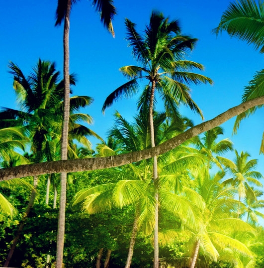 赛博朋克2077饭圈